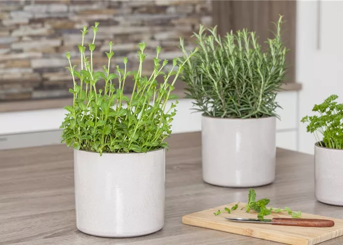 Besondere Kräuter mit ganz besonderen Aromen