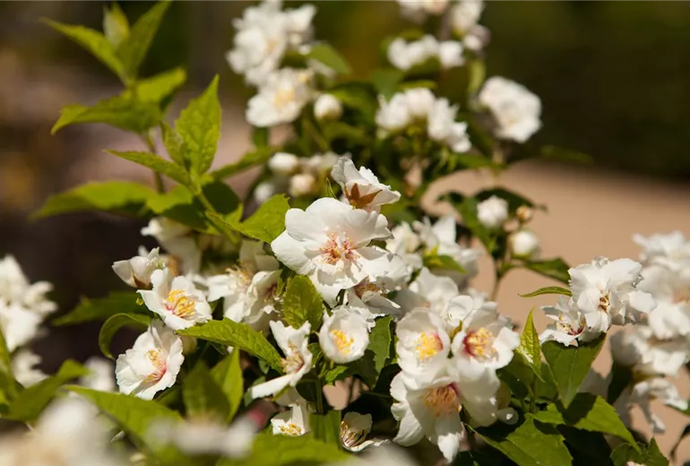 Philadelphus x virginalis 'Natchez'
