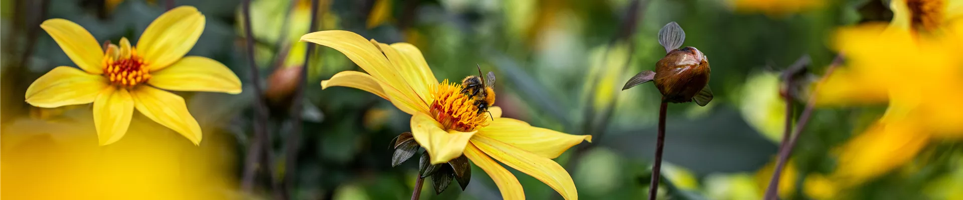 Hummel auf Blüte