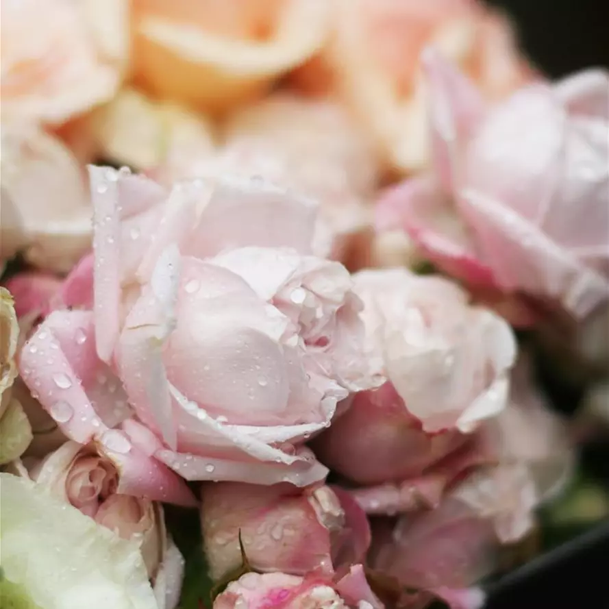 ROSEN