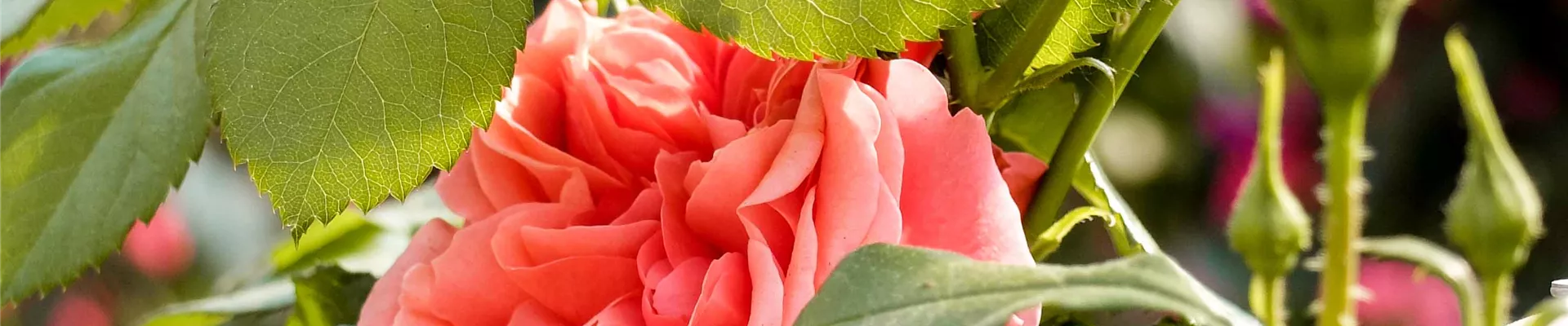 DSCF4188.jpg