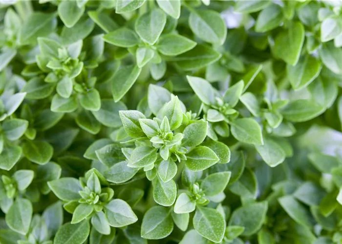 Mediterrane Kräuter