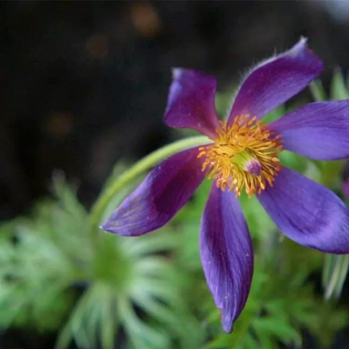 Küchenschelle - Einpflanzen im Garten