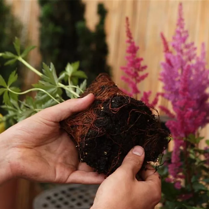 Trollblume - Einpflanzen im Garten