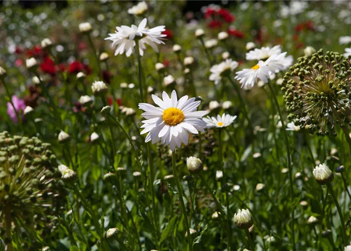 Zurück zur Natur – die Wildblumenwiese ist ein großer Schritt dahin