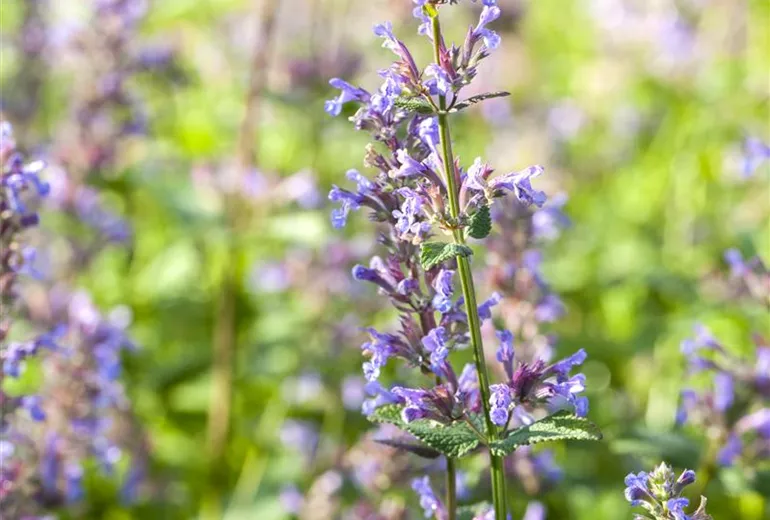 Nepeta
