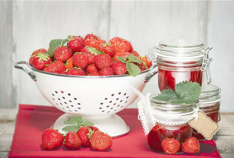 Fragaria x ananassa