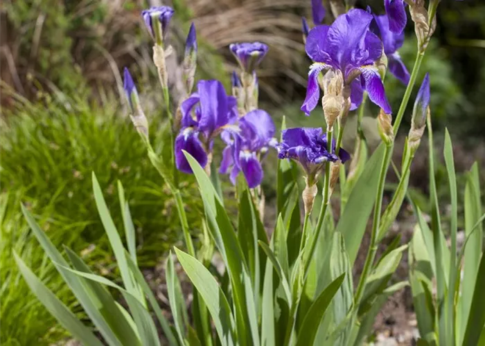 Iris - die Pflanze mit den vielen Gesichtern
