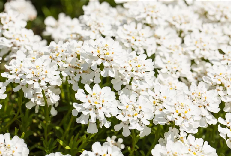 Iberis sempervirens