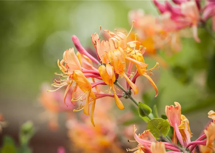 Frühblühende Gehölze - Die Vorboten des Frühlings