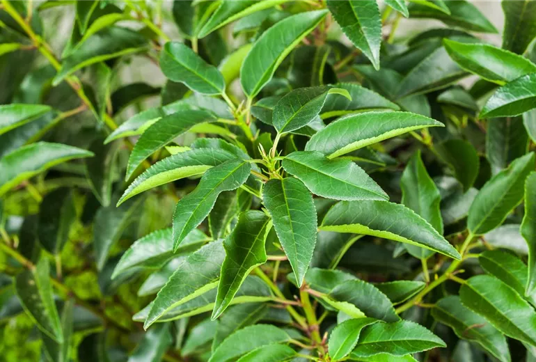 Prunus lusitanica