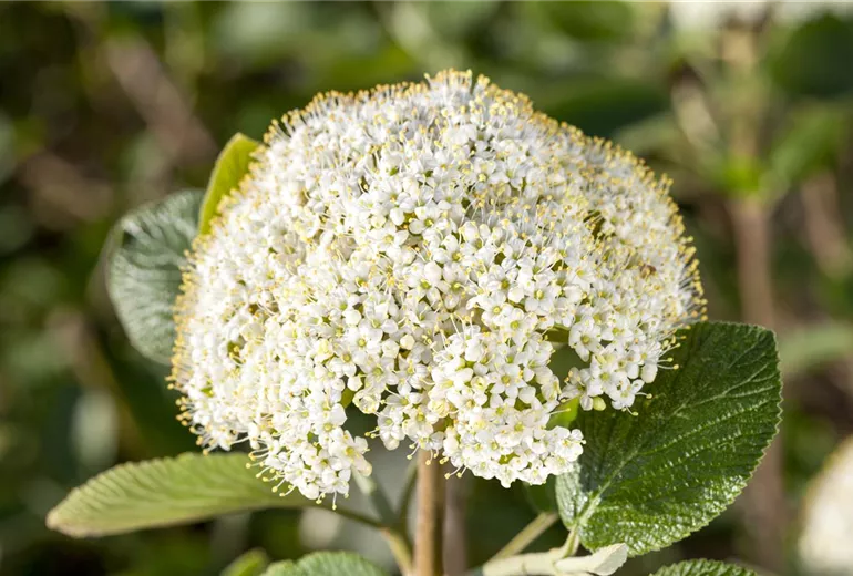 Viburnum