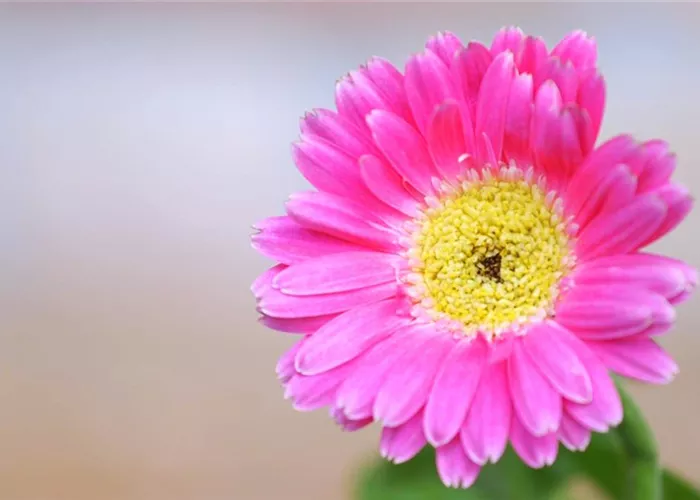 Gerbera - Einpflanzen im Garten