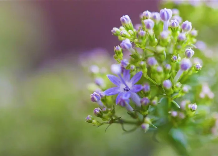Blaues Halskraut - Einpflanzen im Garten