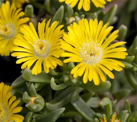 Winterharte Eisblumen (Delosperma congesta) für den Steingarten