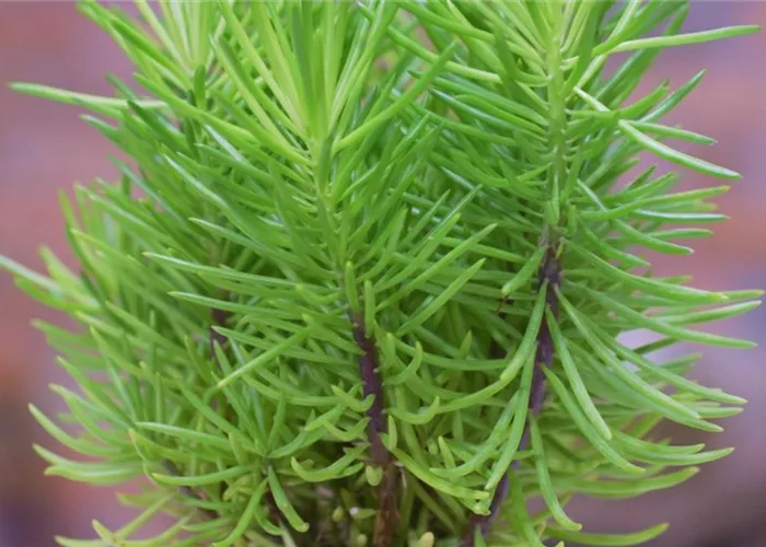 Senecio Himalaya - Umtopfen