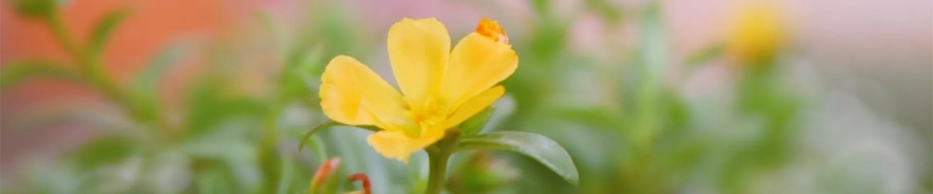 Portulakröschen - Einpflanzen im Garten (Thumbnail).jpg