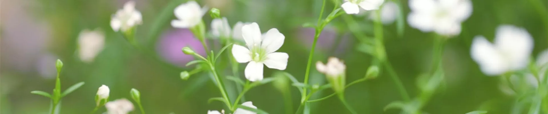 Mauer Gipskraut - Einpflanzen im Garten (Thumbnail).jpg