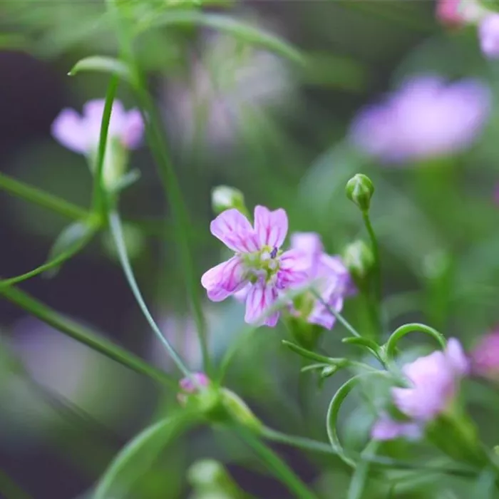 Sommer Schleierkraut - Einpflanzen im Garten