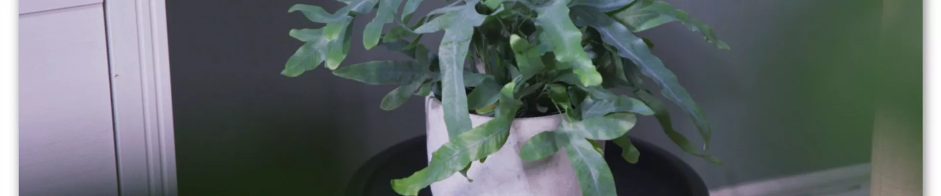 Zimmerpflanzenportrait- Blaufarn (Thumbnail).jpg