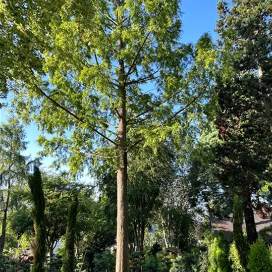 SOMMER7.jpg