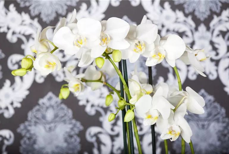 Phalaenopsis